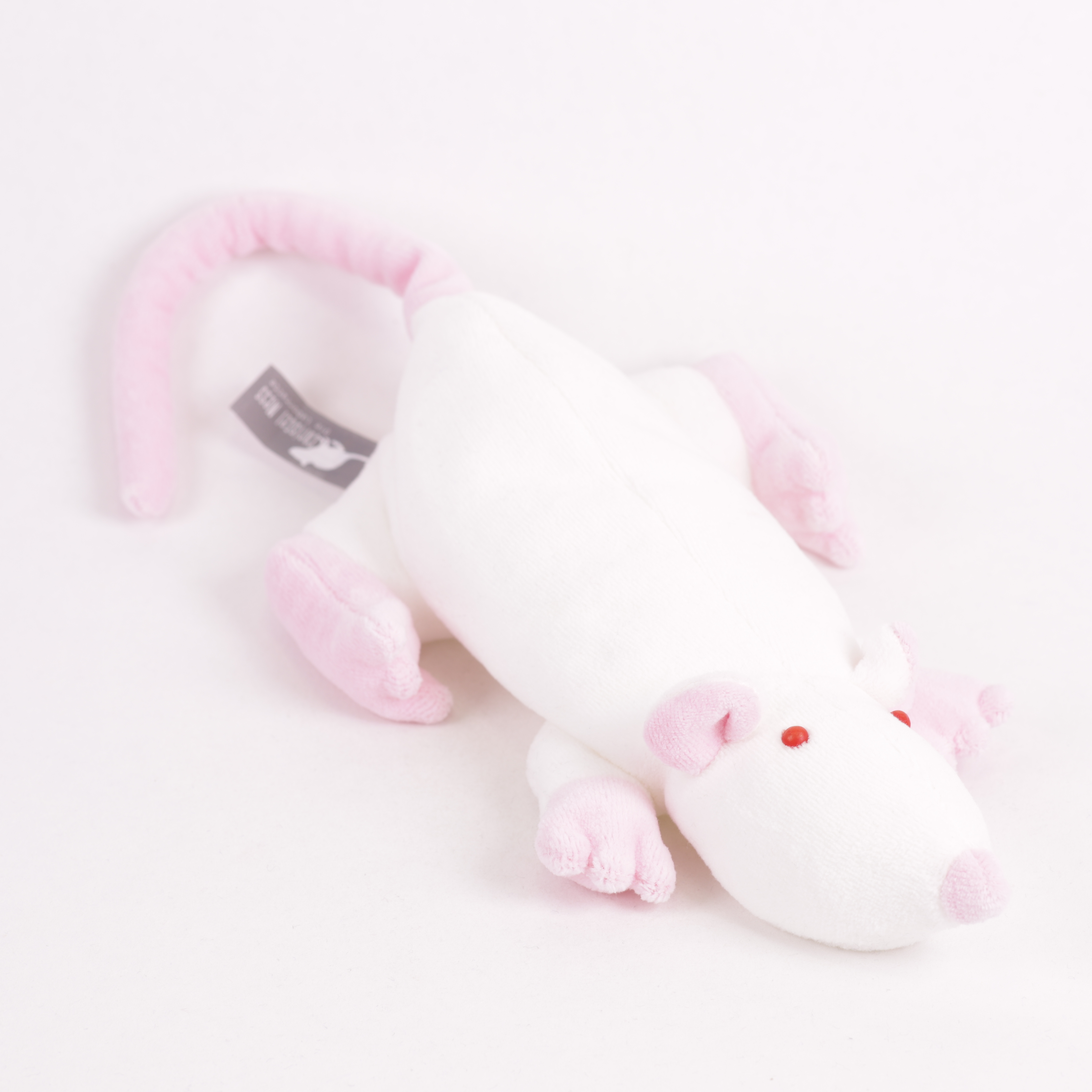 Ratte aus dem Labor  "Christel Mess"