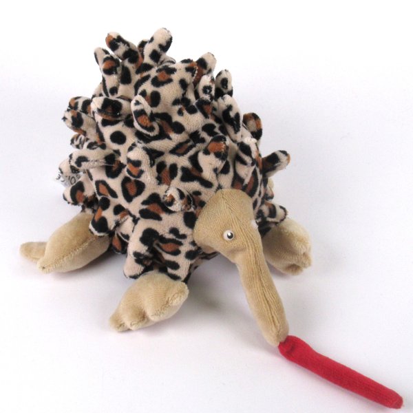 Ameisenigel oder Echitna