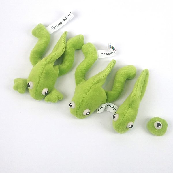 Kaulquappen - Entwicklung (4 Teile)