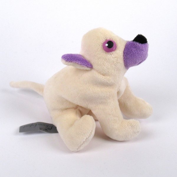 Chihuahua - Mein Schnuckiputz